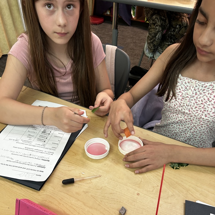 5th graders learn about insects.