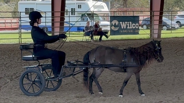 equestrian 4
