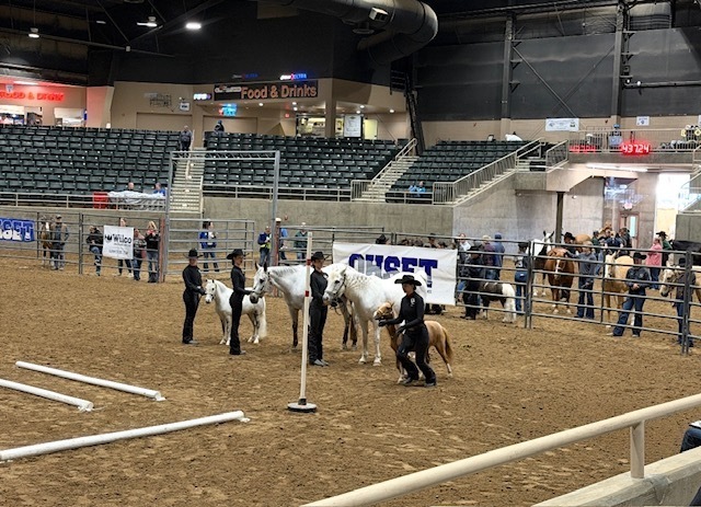 equestrian 6