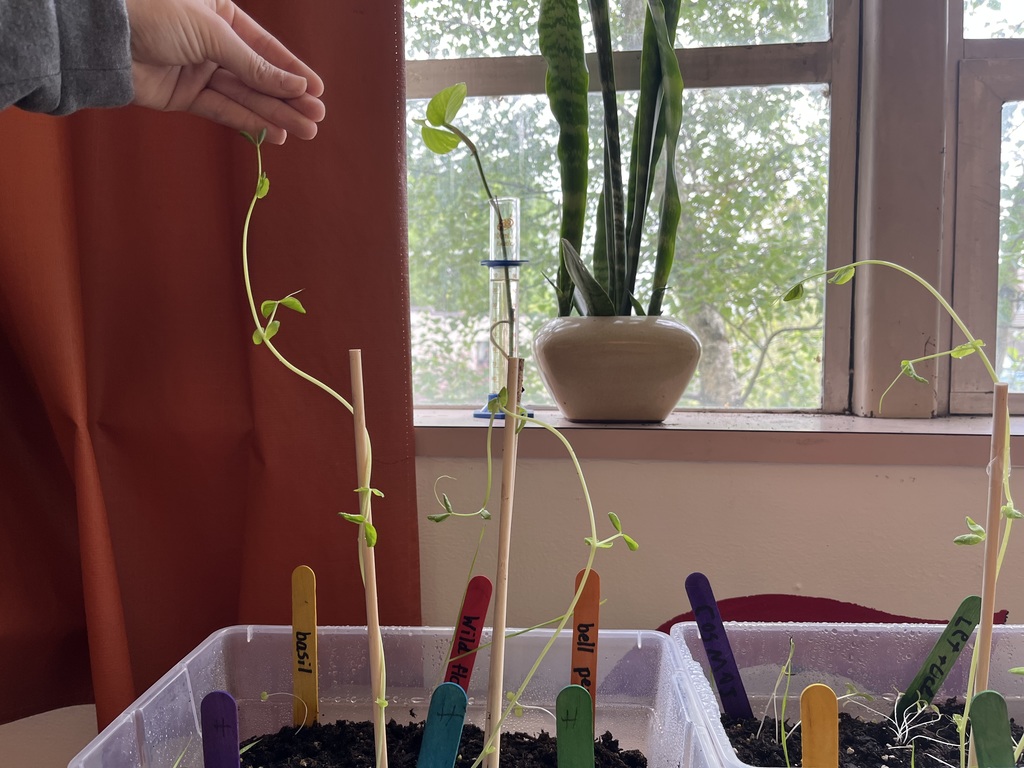 Ms. Stott's  6th and 7th graders grow table top gardens