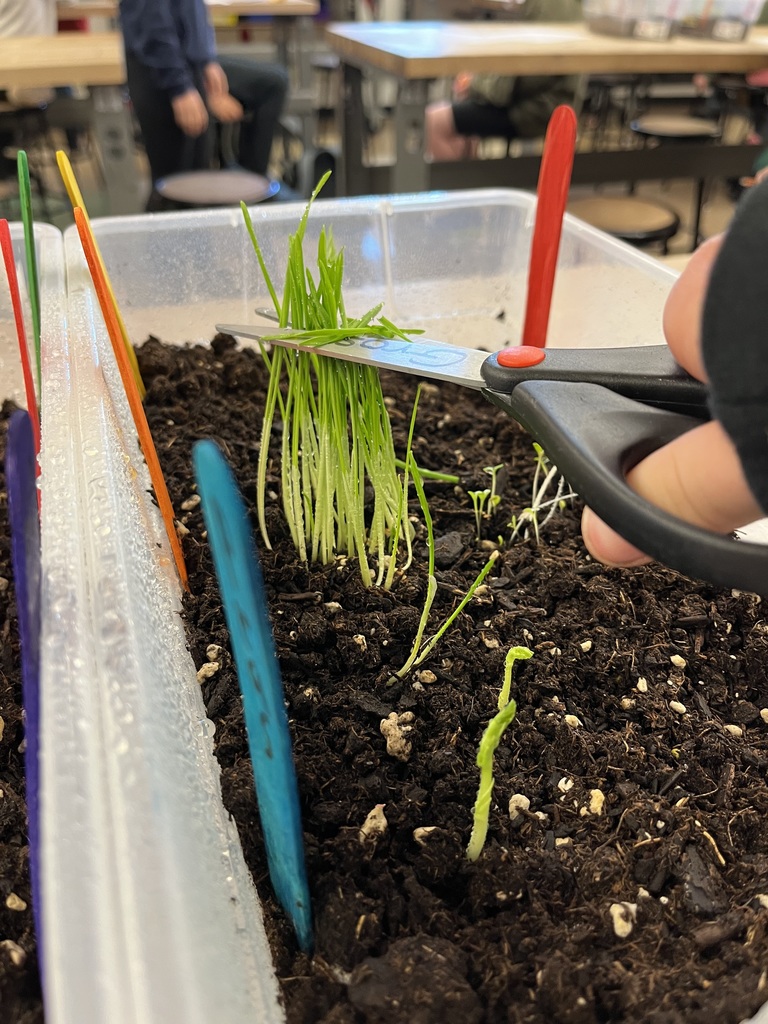 Ms. Stott's  6th and 7th graders grow table top gardens