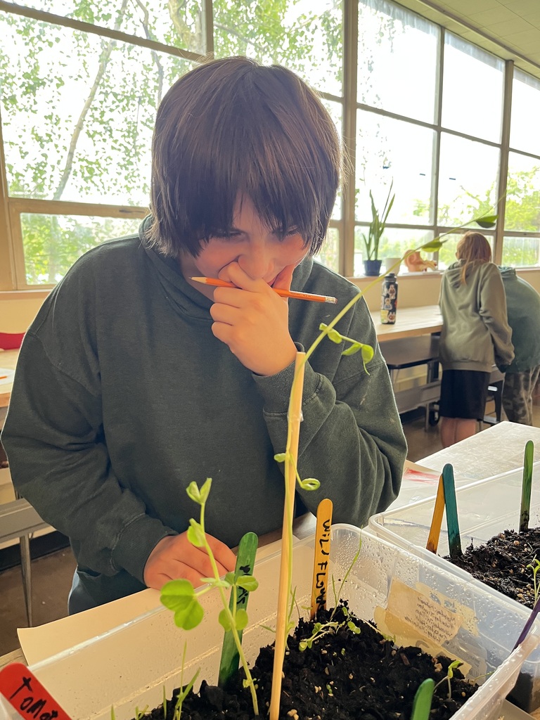 Ms. Stott's  6th and 7th graders grow table top gardens