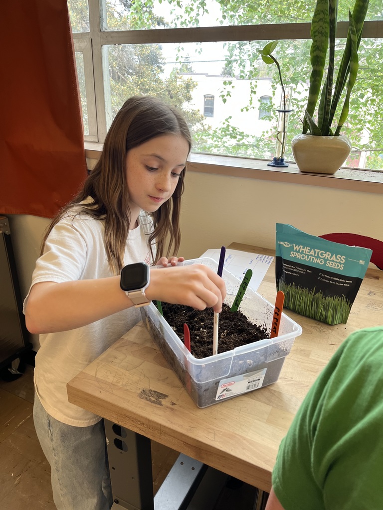 Ms. Stott's  6th and 7th graders grow table top gardens