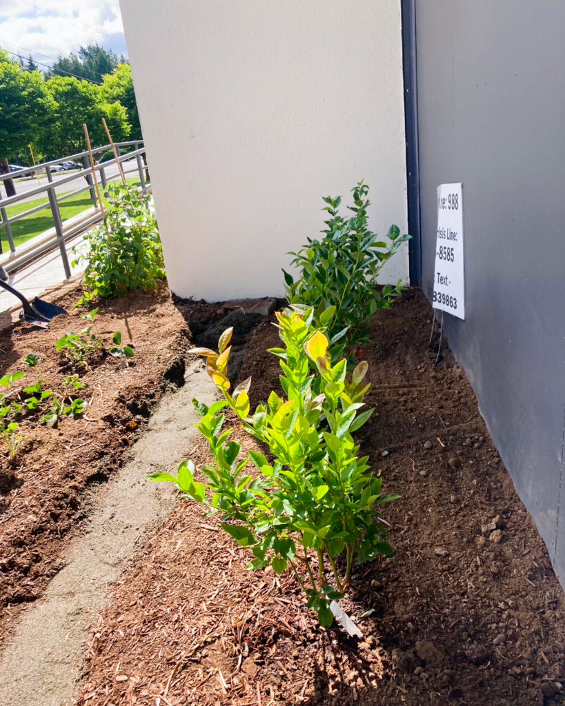 🍓🎓 Grow & Graduate! ☀️ Ms. Treadwell's Agricultural Science students are growing berries in front of the building, and today we're celebrating our graduates! Congratulations, Class of 2026! 🎉