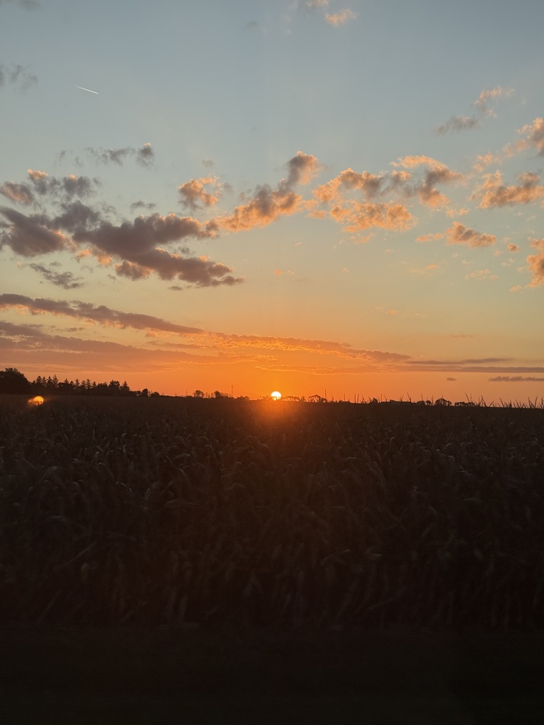 Rising sun over corn.