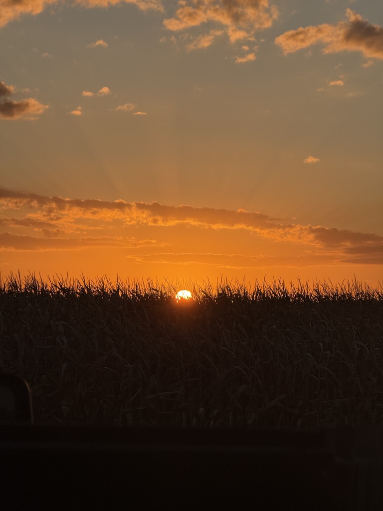 Rising sun over corn.