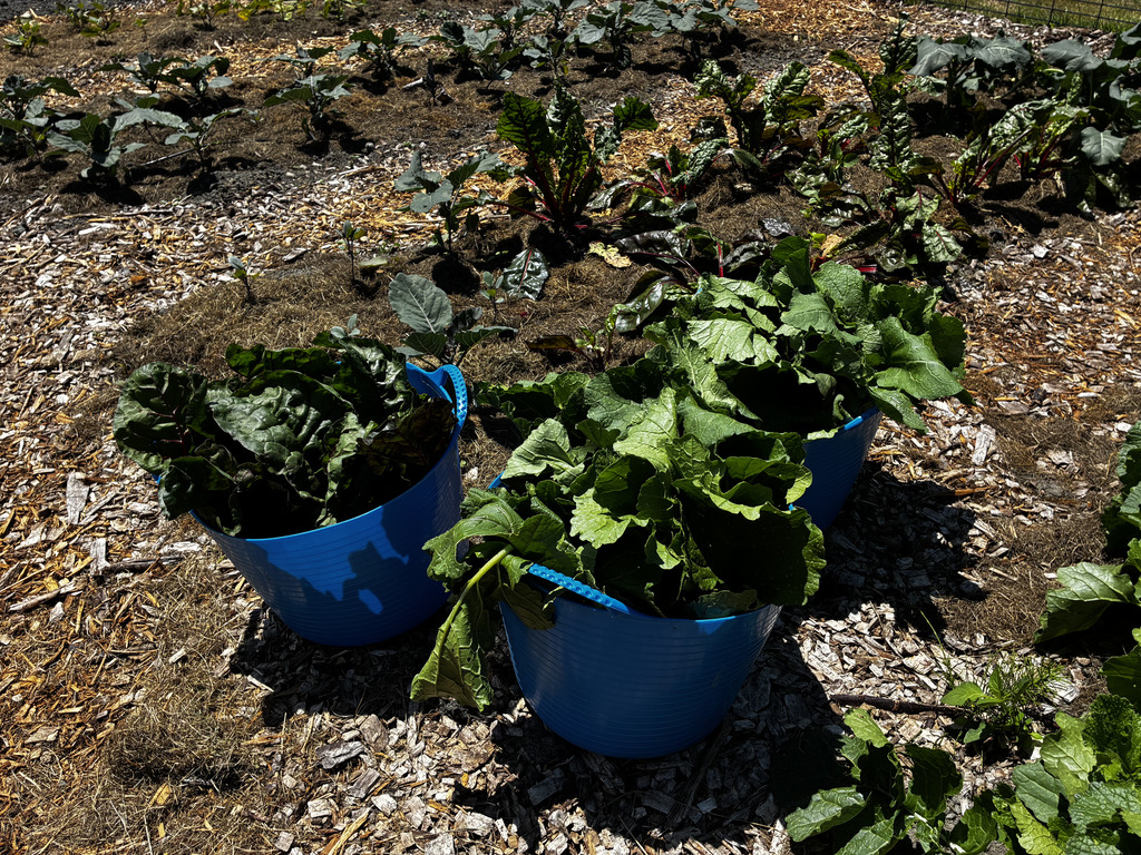 Harvested produce from school garden