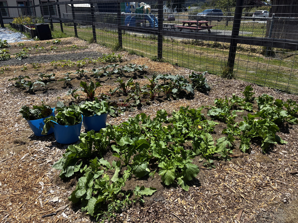 Garden view with leafy greens ready for harvest 