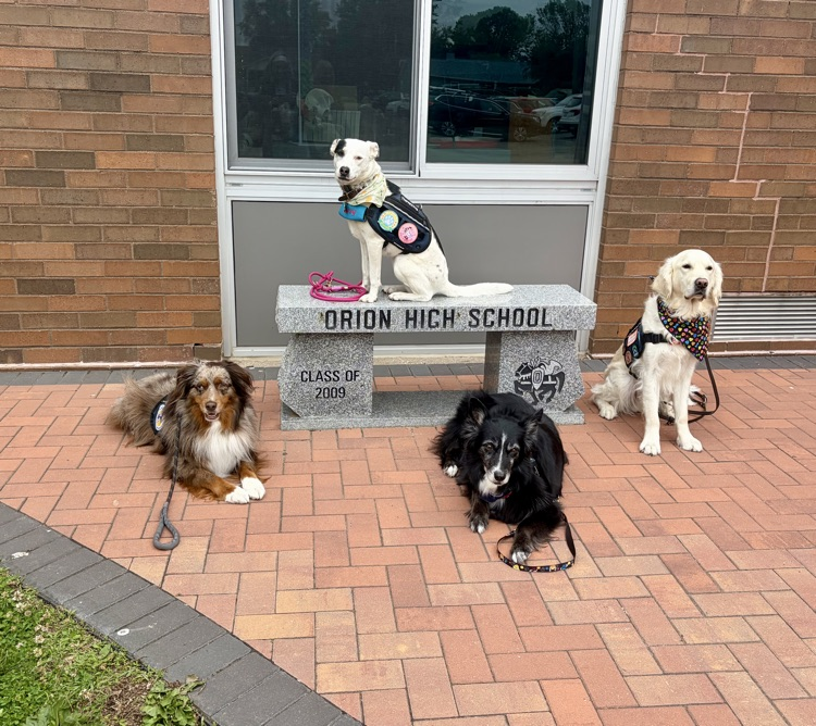 dogs