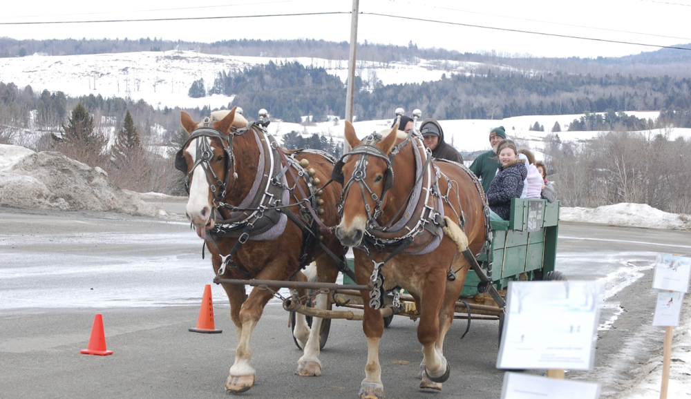 horses