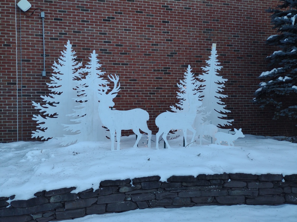 Deer Grazing Against Pine Trees