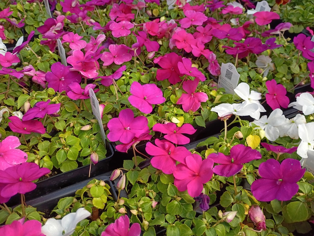 Impatiens in the LR Greenhouse