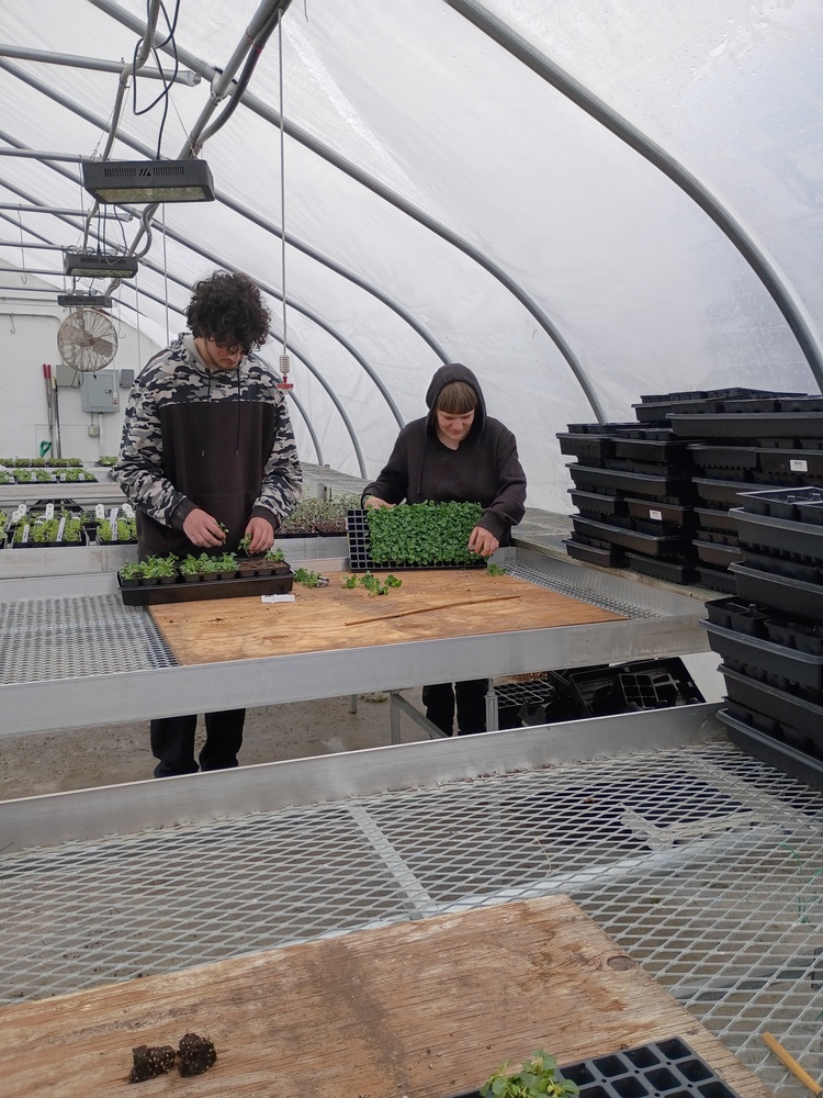 Working in the Greenhouse