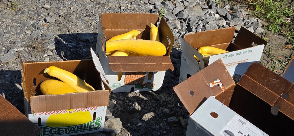 Yellow squash in boxes 