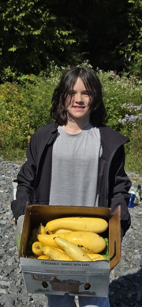 Student harvesting yellow squash