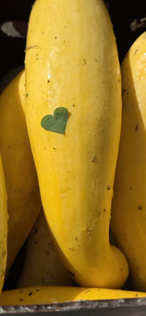 Yellow squash with heart leaf