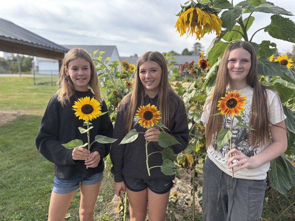 students picking sunflowers in the school garden