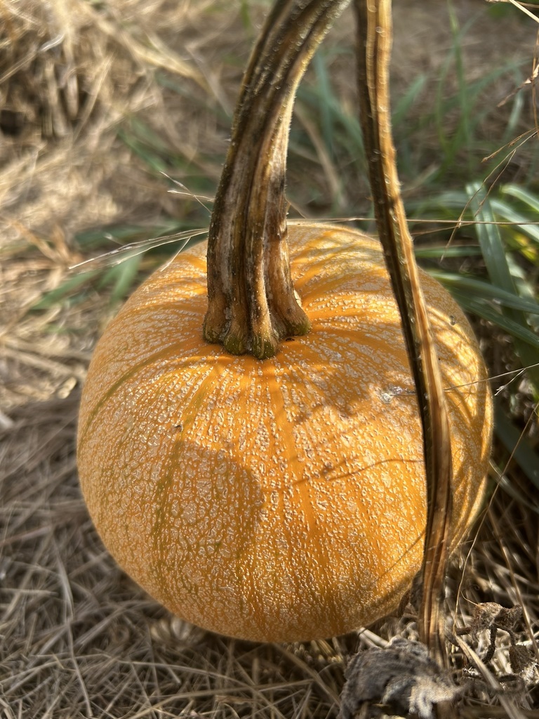 Pumpkin
