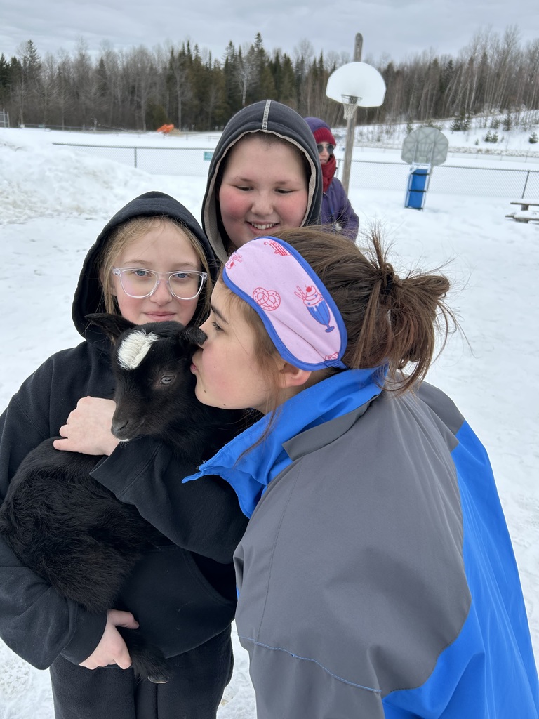 winter time sledding and baby goats