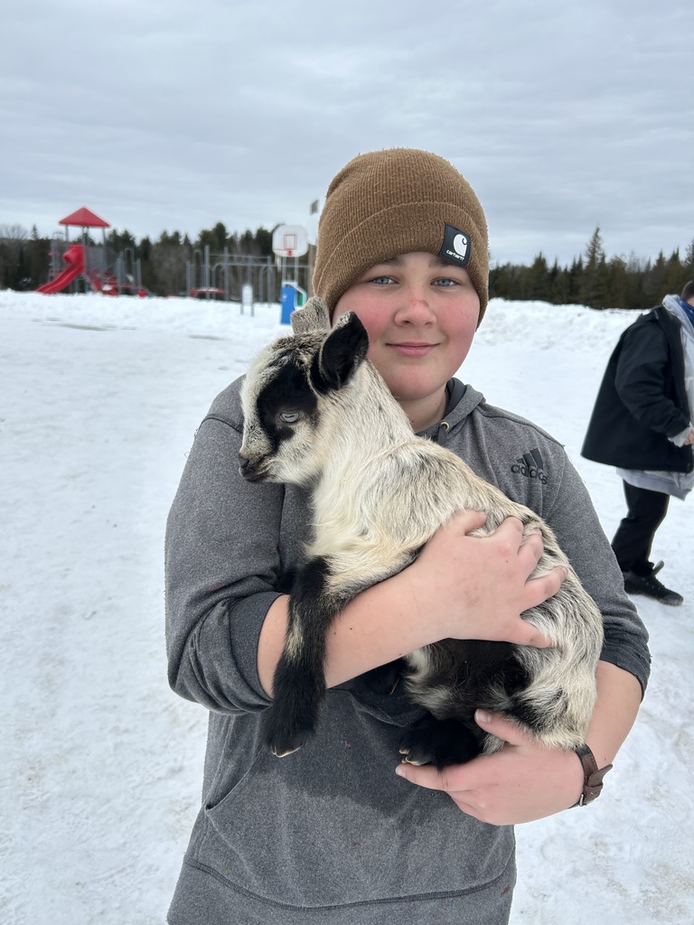 winter time sledding and baby goats