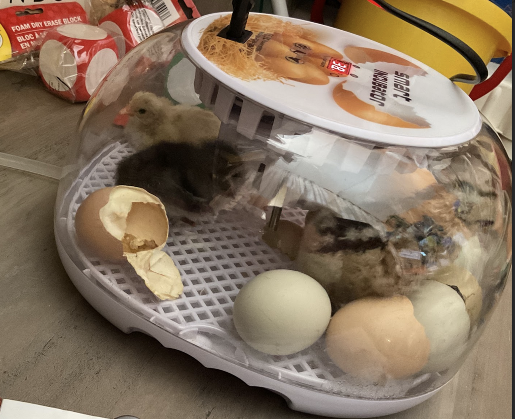 Brand new chicks!