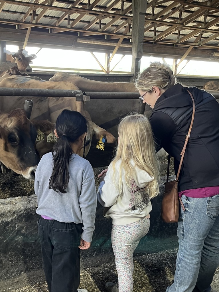Kindergarteners and parent chaperone petting cows