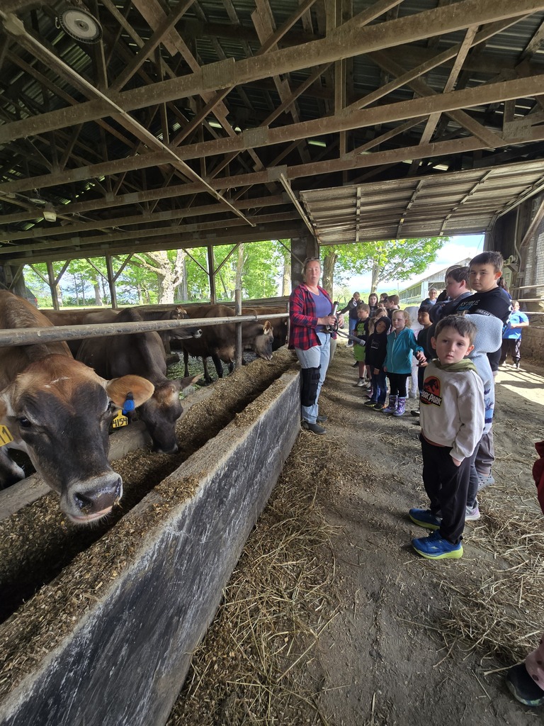 students listening to worker on farm talk about cows