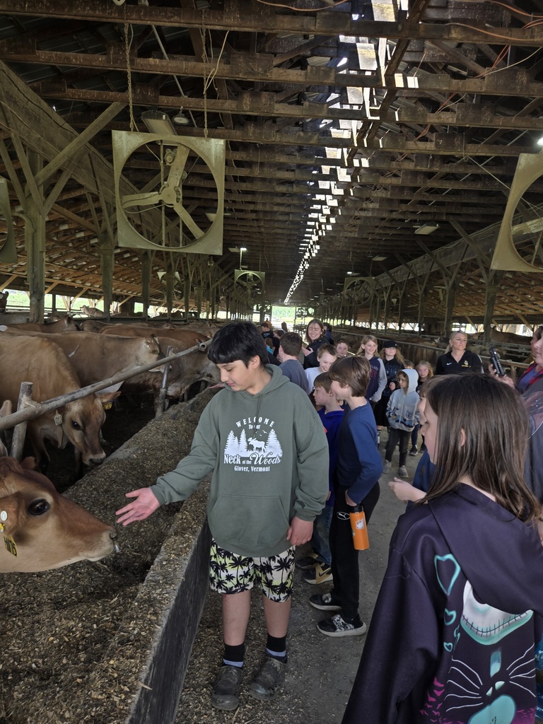 4th graders petting cows