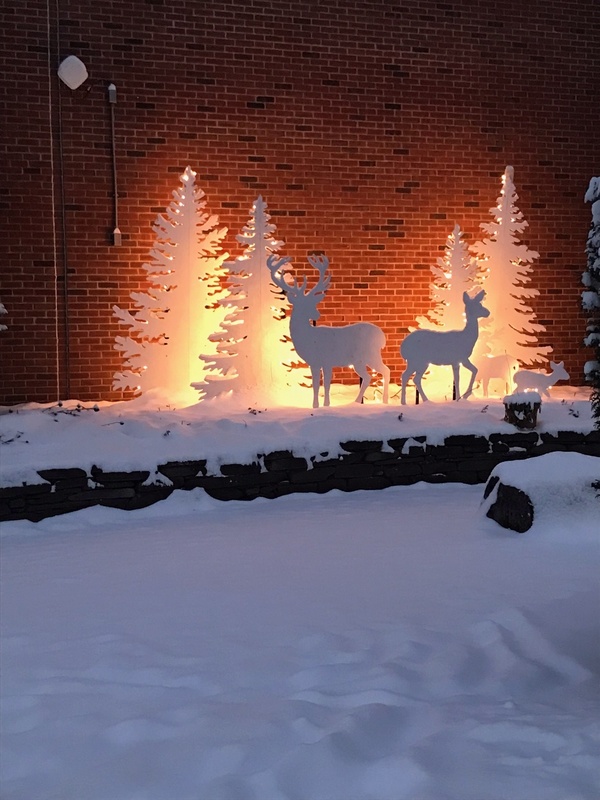 Deer Family At Night