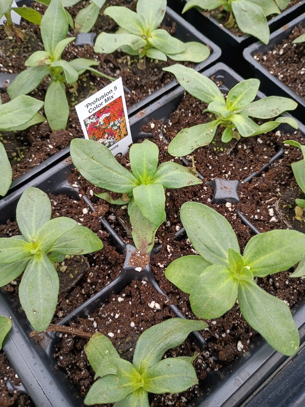 Growing Zinnias