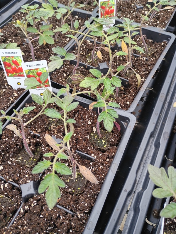 Tomato Plant Production