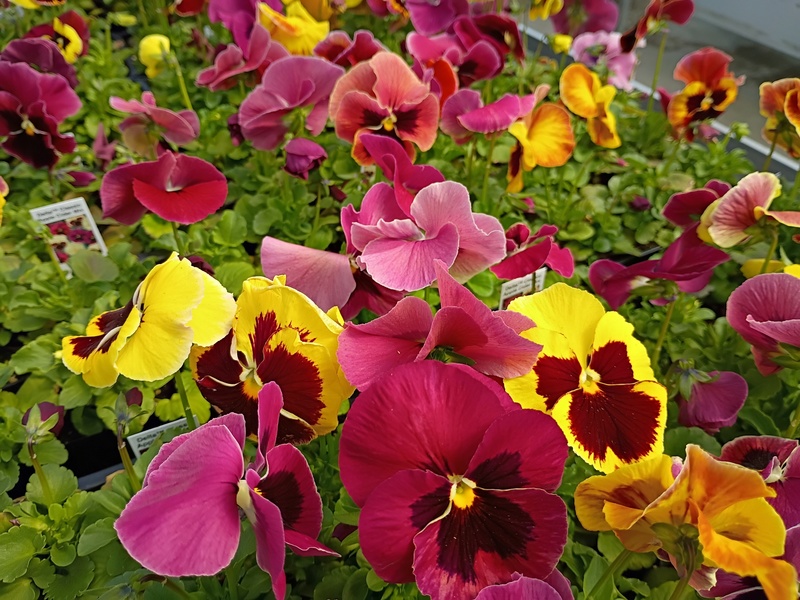 Pansies in the Greenhouse