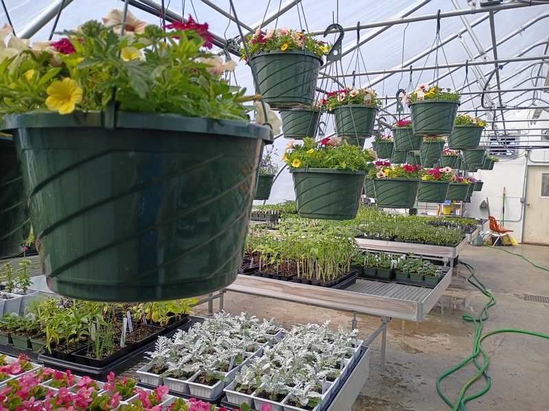Hanging Baskets in the LR Greenhouse