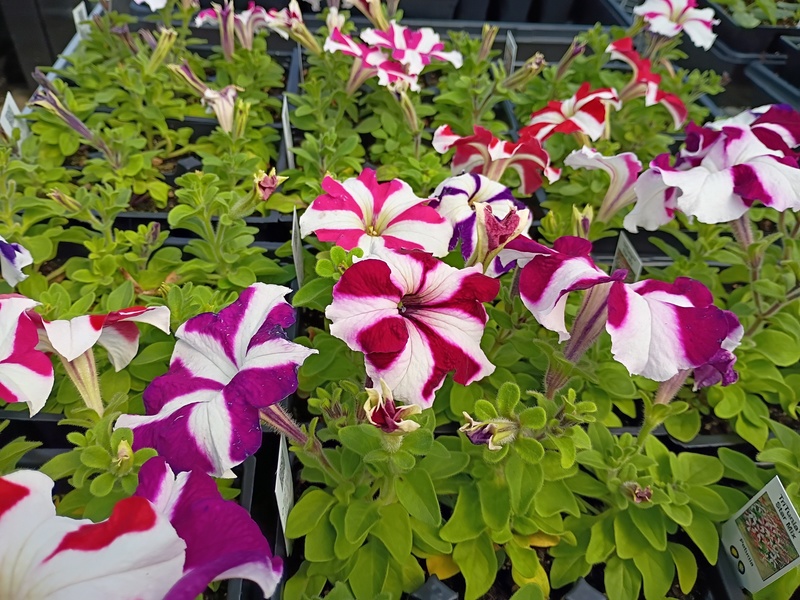 Petunias in the LR Greenhouse