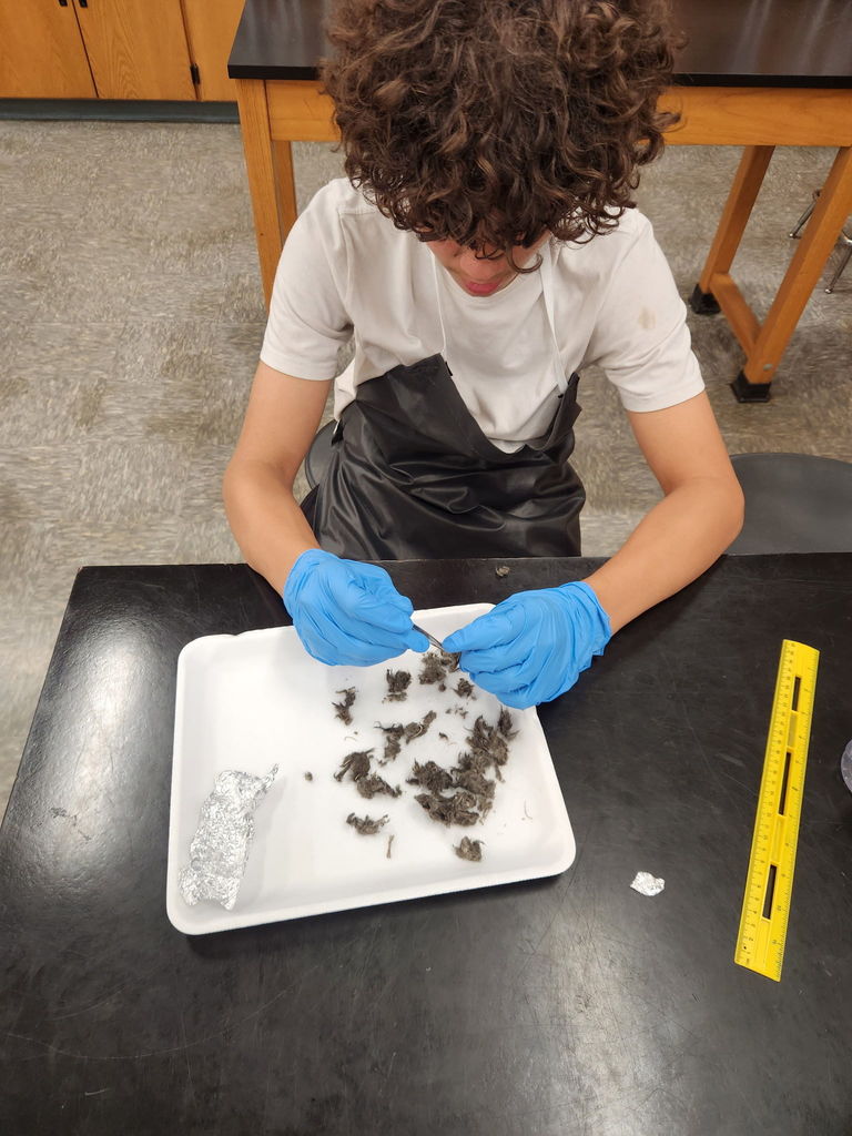 A student wearing a black lab apron and blue gloves carefully sorts through dissected owl pellet material on a white tray in a science classroom.