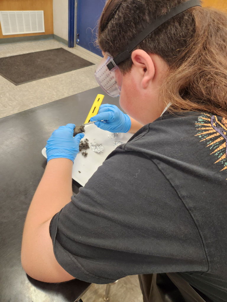 A student in Mrs. Flaherty’s science class wearing safety goggles and blue gloves uses tweezers to carefully dissect an owl pellet on a white tray.