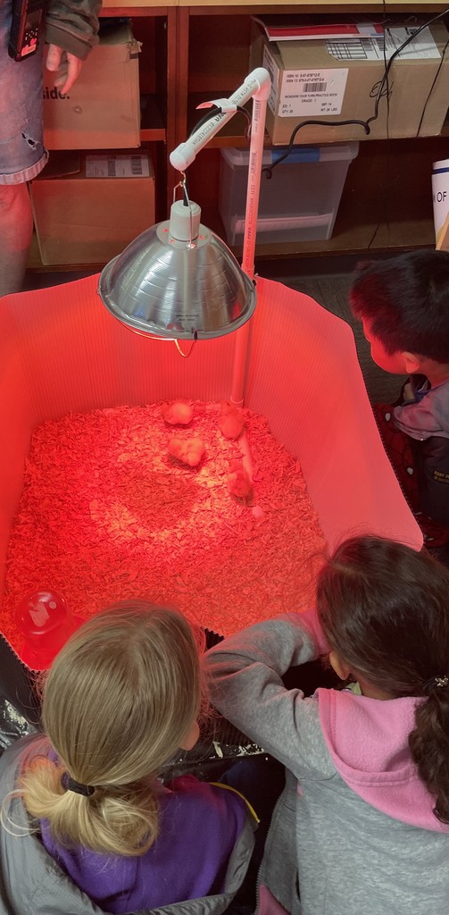 Three elementary-aged students are seen from behind, leaning in to observe four small chicks inside a brooder box. A silver heat lamp with a red bulb hangs over the chicks, who are resting on wood shavings. The classroom setting includes shelves with storage boxes and books in the background.