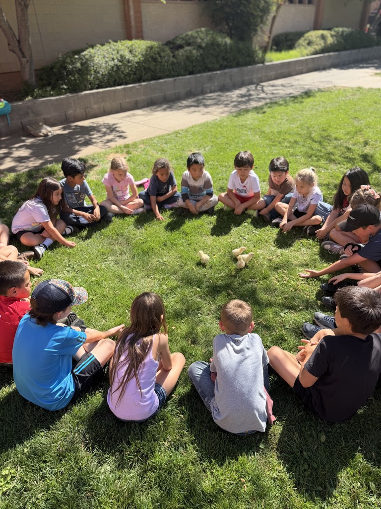 A large group of elementary students sit in a wide circle on a sunny green lawn. In the center of the circle, several small yellow chicks roam on the grass as the children watch them closely. The scene is outdoors at a school, with a concrete walkway and bushes in the background.
