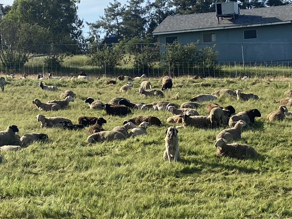 A field at Ishi Hills Middle School full of sheep and goats... and one dog. 