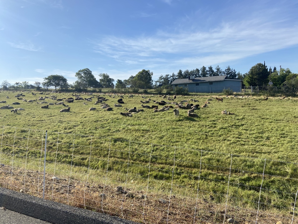 A field at Ishi Hills Middle School full of sheep and goats... and one dog. 