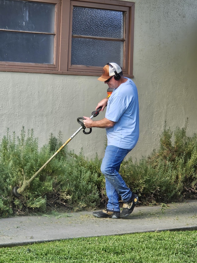 A man in a blue shirt and jeans uses a hedge trimmer to trim shrubs along a sidewalk.