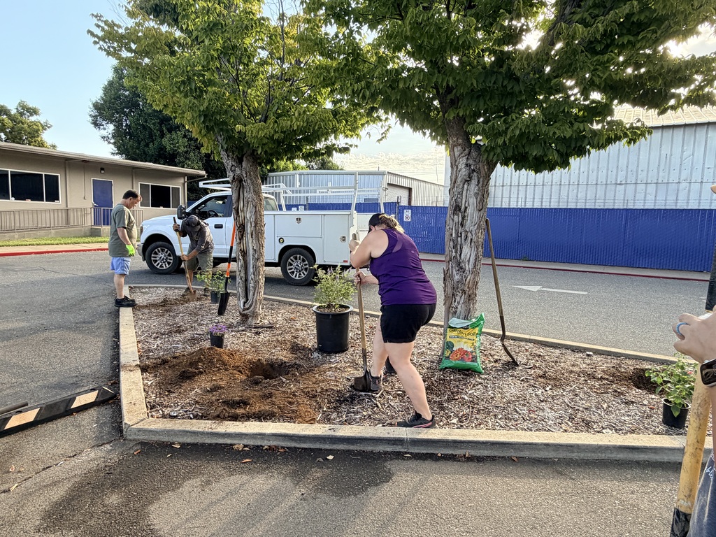 People plant trees in a median. A woman in a purple shirt uses a shovel. A building is in the background.