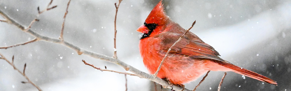 Cardinal