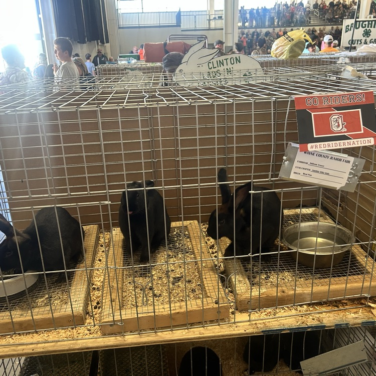 Nothing like the fair!