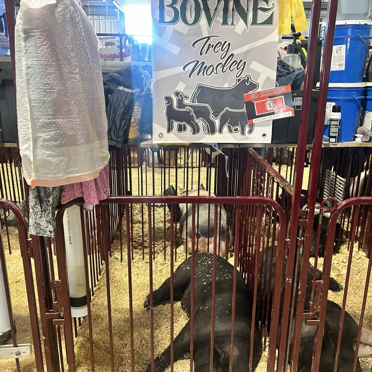 Nothing like the fair!