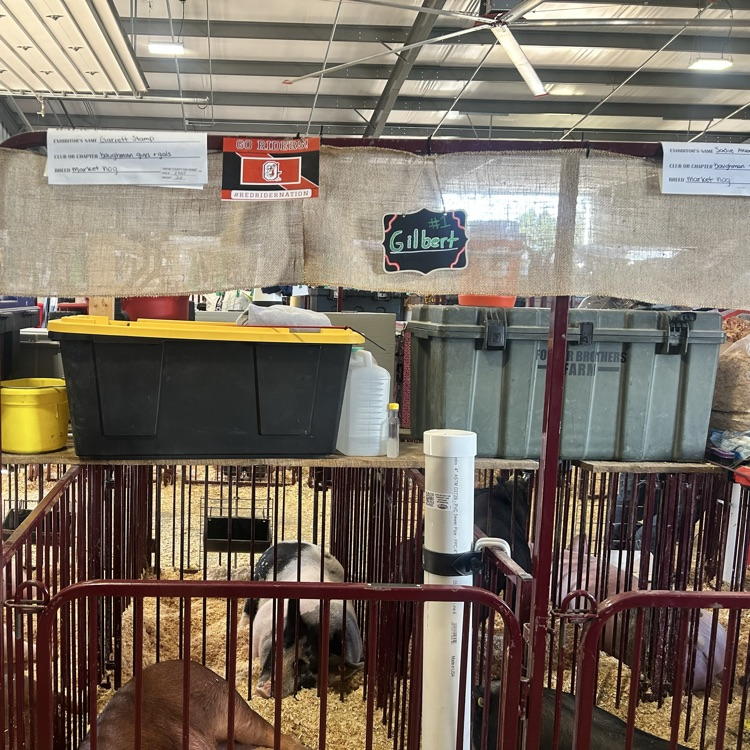 Nothing like the fair!