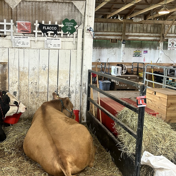 Nothing like the fair!