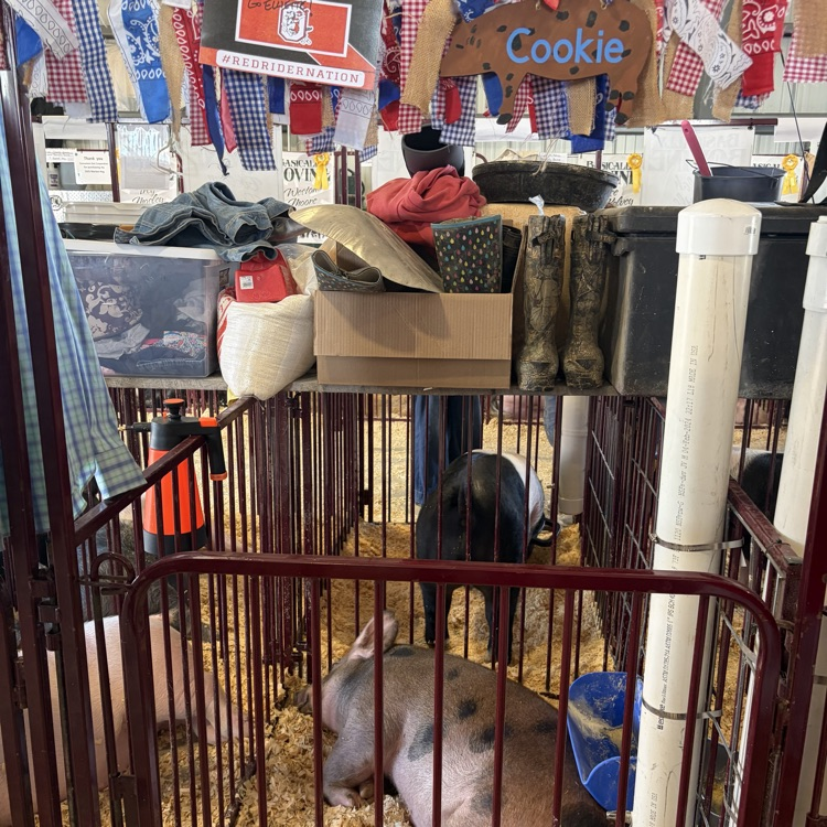 Great afternoon at the Wayne County Fair checking in on some of our Orrville students as they showed their animals! 🐖🐄