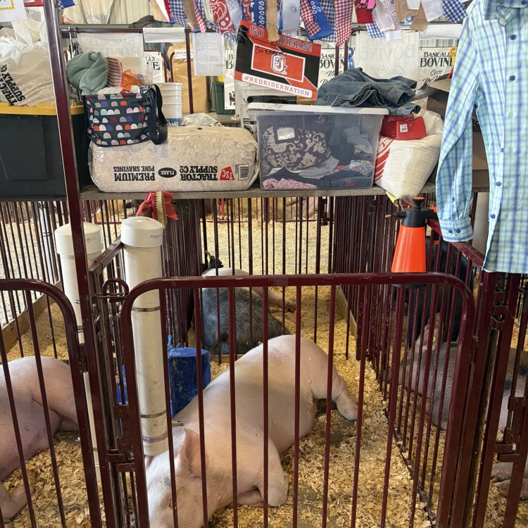 Great afternoon at the Wayne County Fair checking in on some of our Orrville students as they showed their animals! 🐖🐄