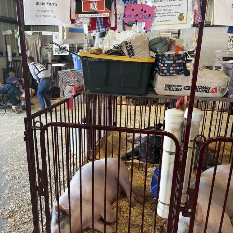 Great afternoon at the Wayne County Fair checking in on some of our Orrville students as they showed their animals! 🐖🐄